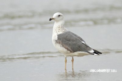 Larus mongolicus - Mongolian Gull