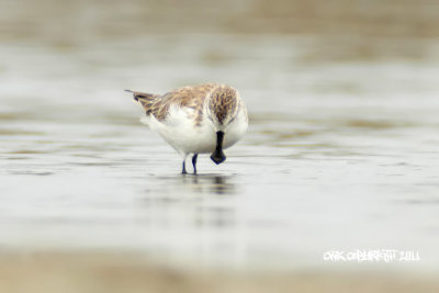 Eurynorhynchus pygmeus - Spoon-billed Sandpiper