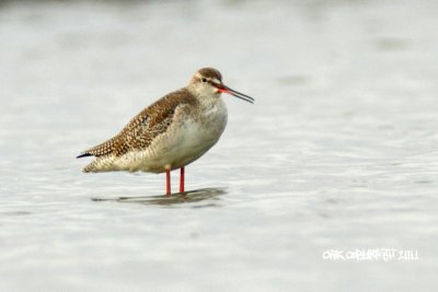 Tringa erythropus - Spotted Redshank
