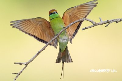 Merops orientalis - Green Bee-eater