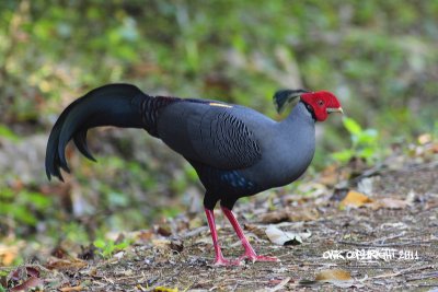 Lophura diardi - Siamese Fireback