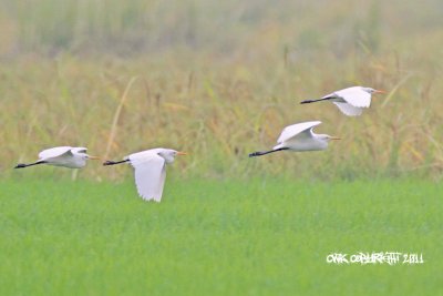 Bublcus ibis - Cattle Egret