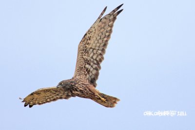 Circus cyaneus - Northern Harrier