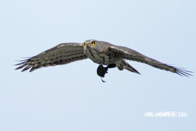 Accipiter trivirgatus - Crested Goshawk