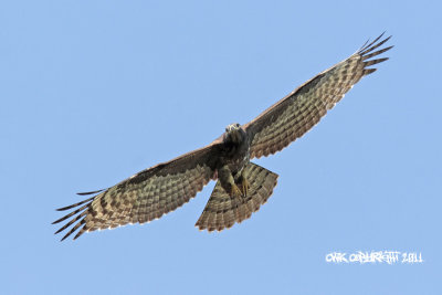 Pernis ptilorhycus - Oriental Honey Buzzard