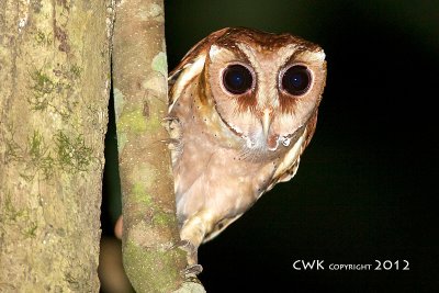 Phodilus badius -  Bay Owl