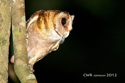 Phodilus badius - Bay Owl