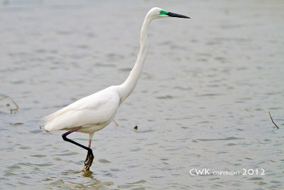 Casmerodius albus - Great Egret