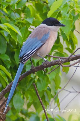 Cyanopica cyanus - Azure-winged Magpie