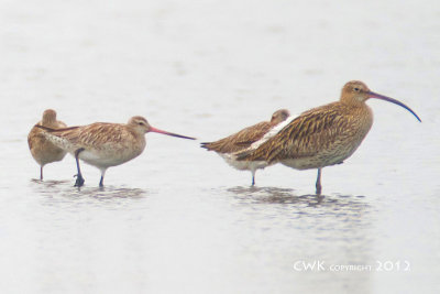 Limosa lapponica - Bar-tailed Godwit