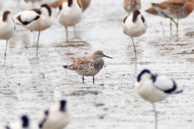 Calidris Tenuirostris - Great Knot