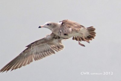 Larus crassirostris - Black - Tailed Gull