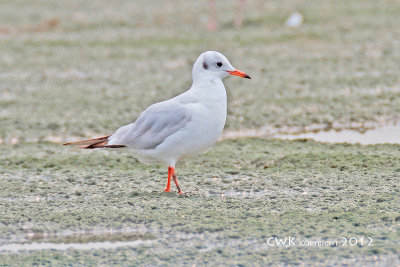 Larus ridibundus - Black Headed Gulls