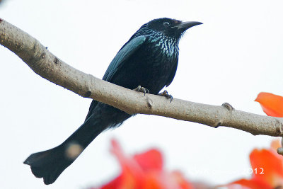 Dicrurus hottentottus - Hair-crested Drongo