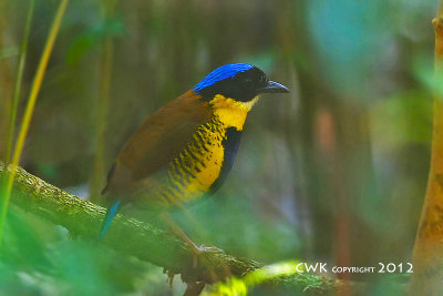 Gurney's Pitta, Pitta gurneyi