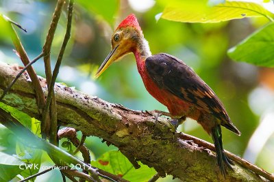 Reinwardtipicus validus - Orange-backed Woodpecker