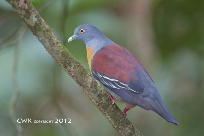 Treron olax - Little Green Pigeon