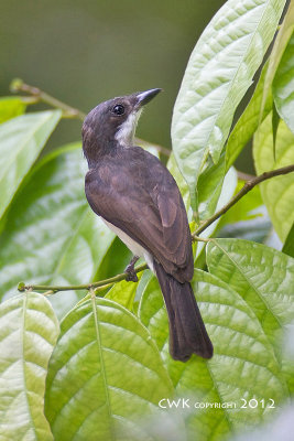 Hemipus hirundinaceus - Black-winged Flycatcher-shrike