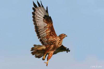 Buteo buteo - Common Buzzard