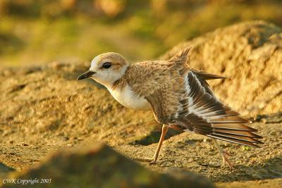 Malaysian Plover Wing Stretch