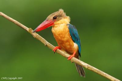 Halcyon capensis - Stork Billed Kingfisher
