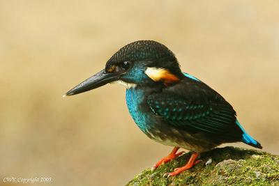 Blue-Banded-KF Mating Hunt