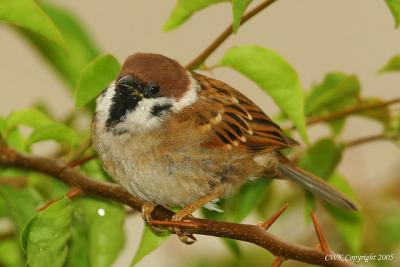 Passer montanus - Eurasian Tree Sparrow