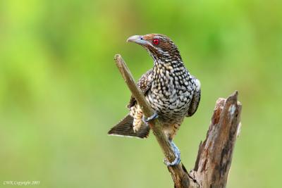 Eudyamys scolopaceus - Asian Koel