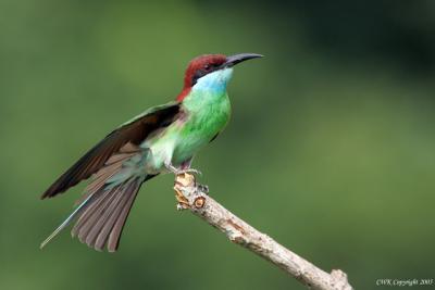 Blue Throated Bee Eater Wing Spread
