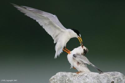 Mommy Little Tern Feeds Juv