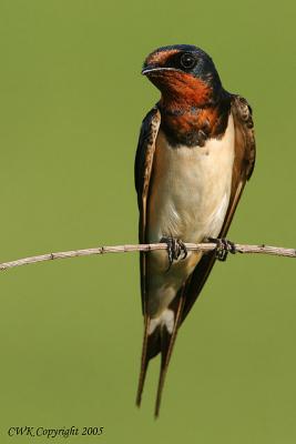 Passport of Barn Swallow