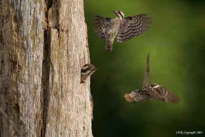 Swarm.jpg