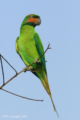 Psittacula longicauda - Long Tailed Parakeet