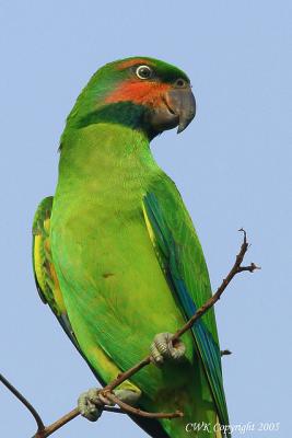 IMG_2110.jpg