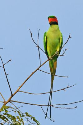 IMG_2115.jpg