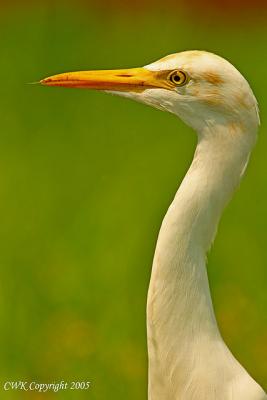 Closeup of Cattle Egret