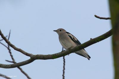 Sturnus sturninus - Purple Backed Starling