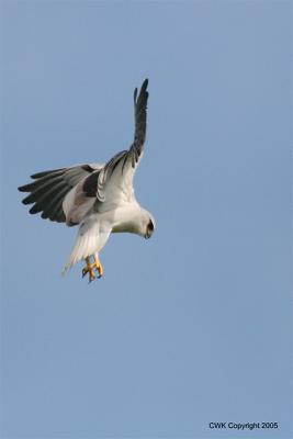 Black Shouldered Kite Hover over Prey