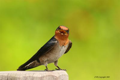 Greetings from Pacific Swallow