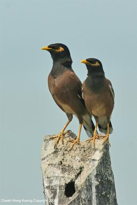 Acridotheres tristis - Common Myna