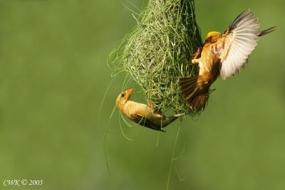 Ploceus philippinus - Baya Weaver