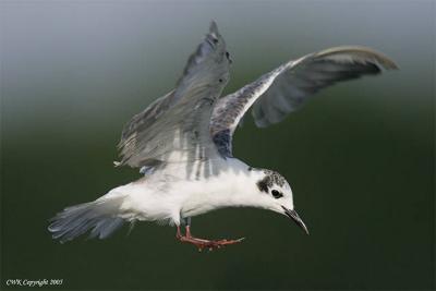 Chlidonias lencopterus - White Winged Terns