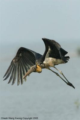 Leptoptilos javanicus - Lesser Adjutant