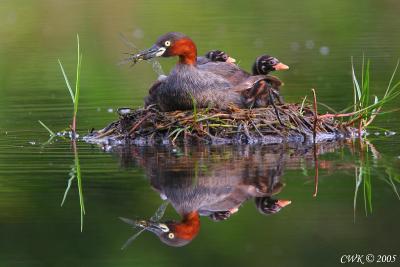 Daddy Little Grebe with 2 Chicks