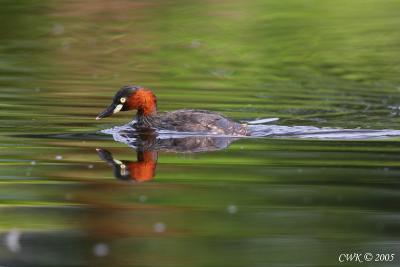 IMG_1247.jpg