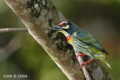 Adult Coppersmith Barbet