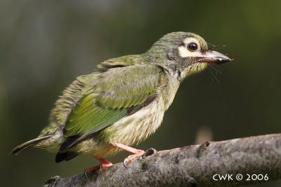 Juvenille Coppersmith Barbet