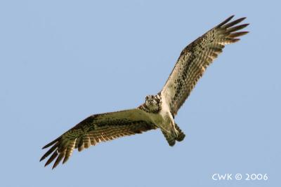 Pandion haliaetus - Osprey