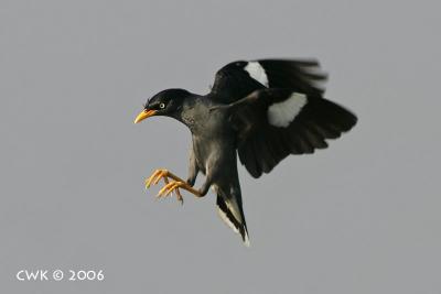 Acridotheres javanicus - Javan Myna