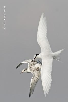 Daddy pecks boy boy to ensure he lands